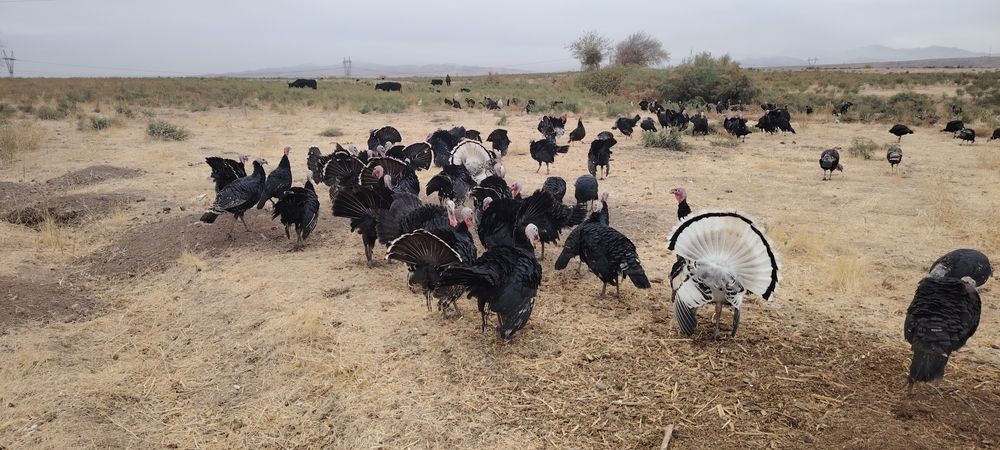 Курка хурозлари сотилади соглом табий бокилган жайдари куркалар