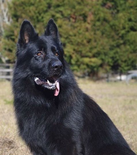 Кобель Немецкая Овчарка предлагается для вязки!