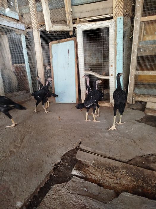 Дакан макён хуроз ва жужалар сотилади