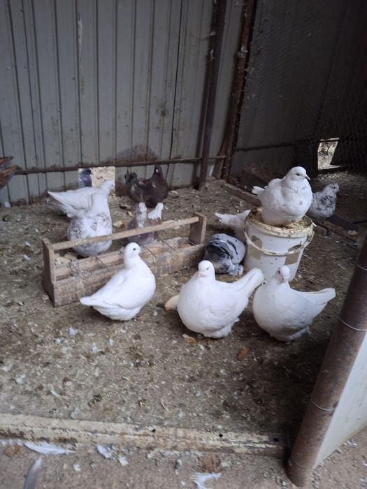 Vand porumbei mondaini și circani