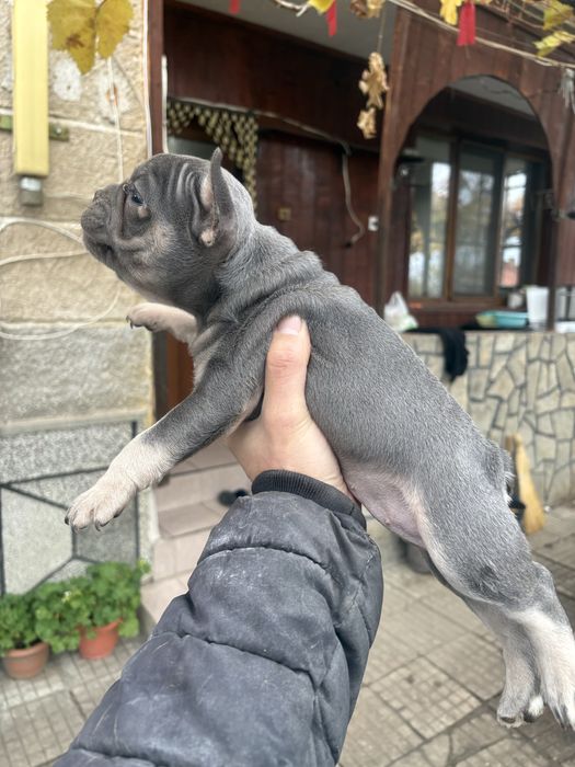 Френски Булдоци сини и блу тен