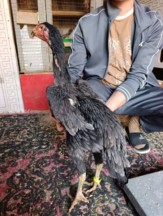 Privaznoy toza o shamo makyonla sotiladi