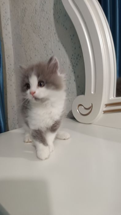 Продаётся котёнок скотиш страйт девочка