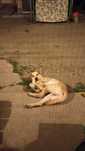 Donez cățel metis cu Labrador Retriever, 8 luni, 20 kg