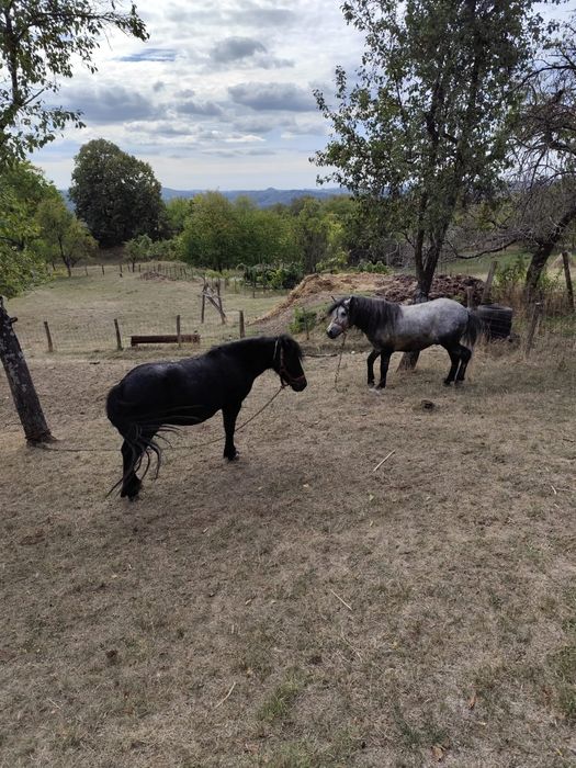 Poneita tanara (ponei)