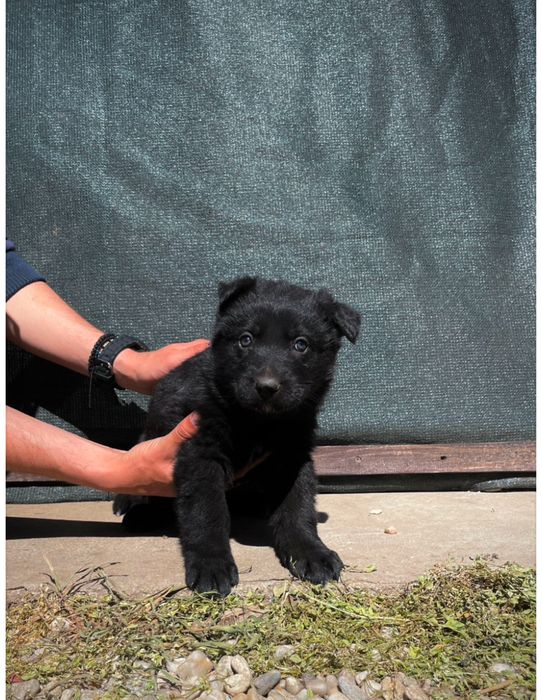 Ciobanesc german negru alsacian