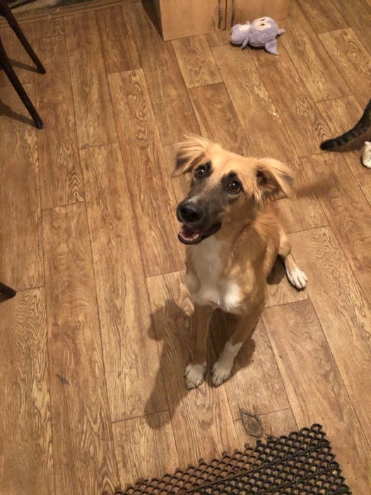 тазы отдаю в добрые руки