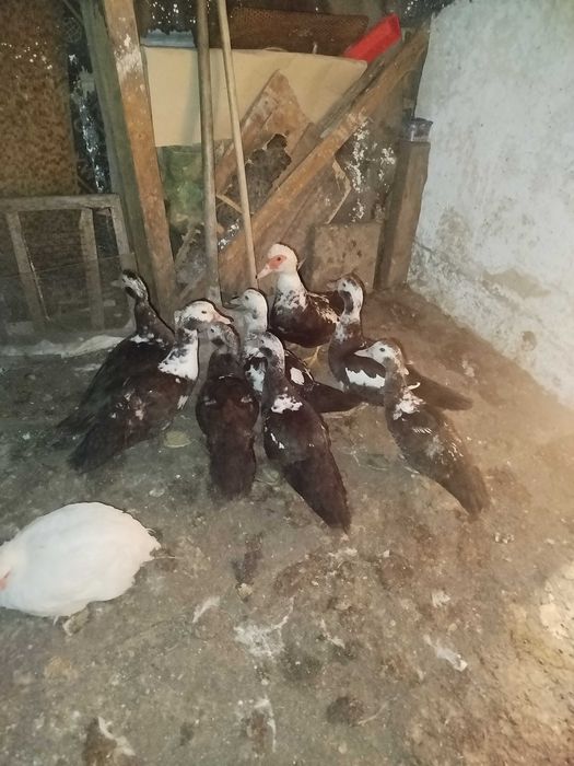 Неми патици млади