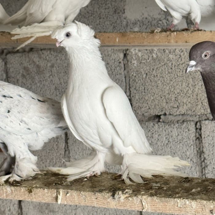 Гульбадам самец молодой