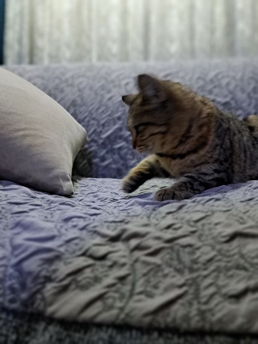 послушная кошка в хорошие руки