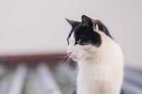 Потерялась кошка Юнусабад Исломабад махалля черно белая за вознагр