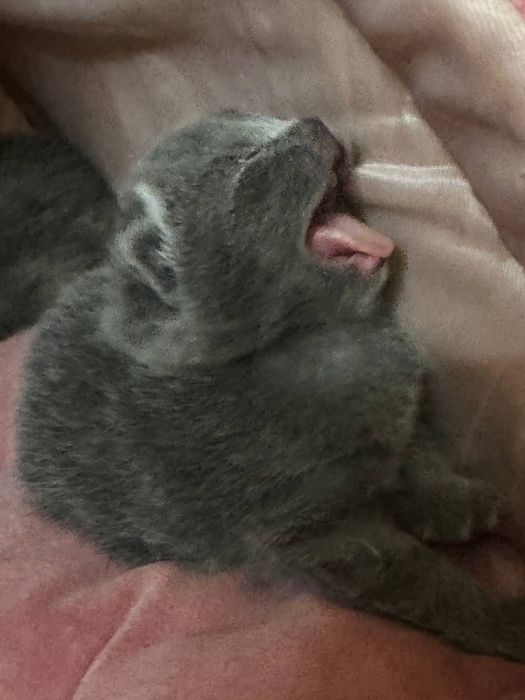 Scottish fold,strike