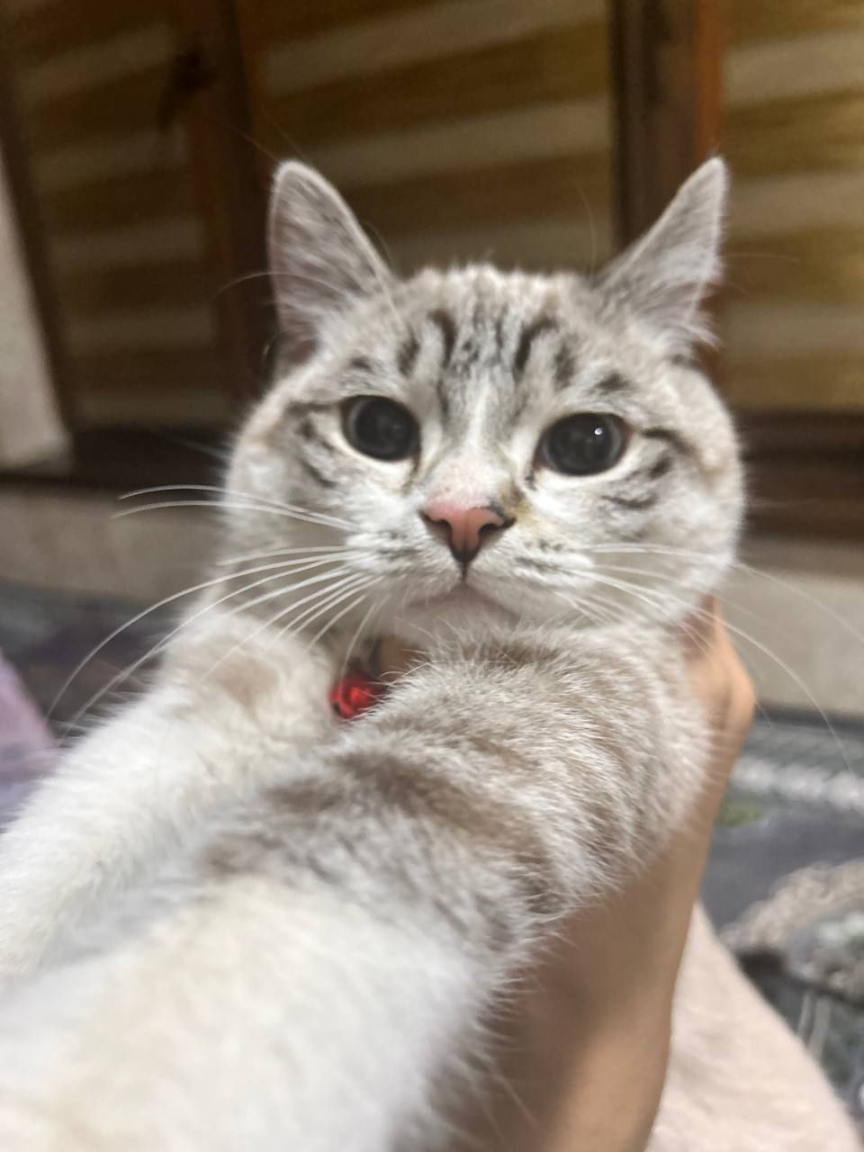 Тайская кошка, мальчик пародистый