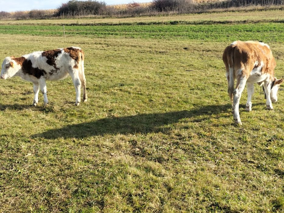 Vițele bălțate 1 an și 2 luni