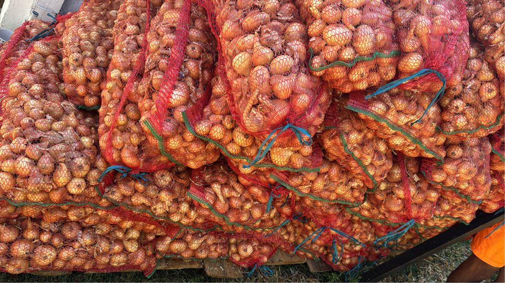 Vand ceapa galbena , productie proprie!!