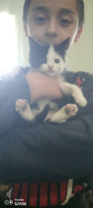 Мушук боласини бепул бераман