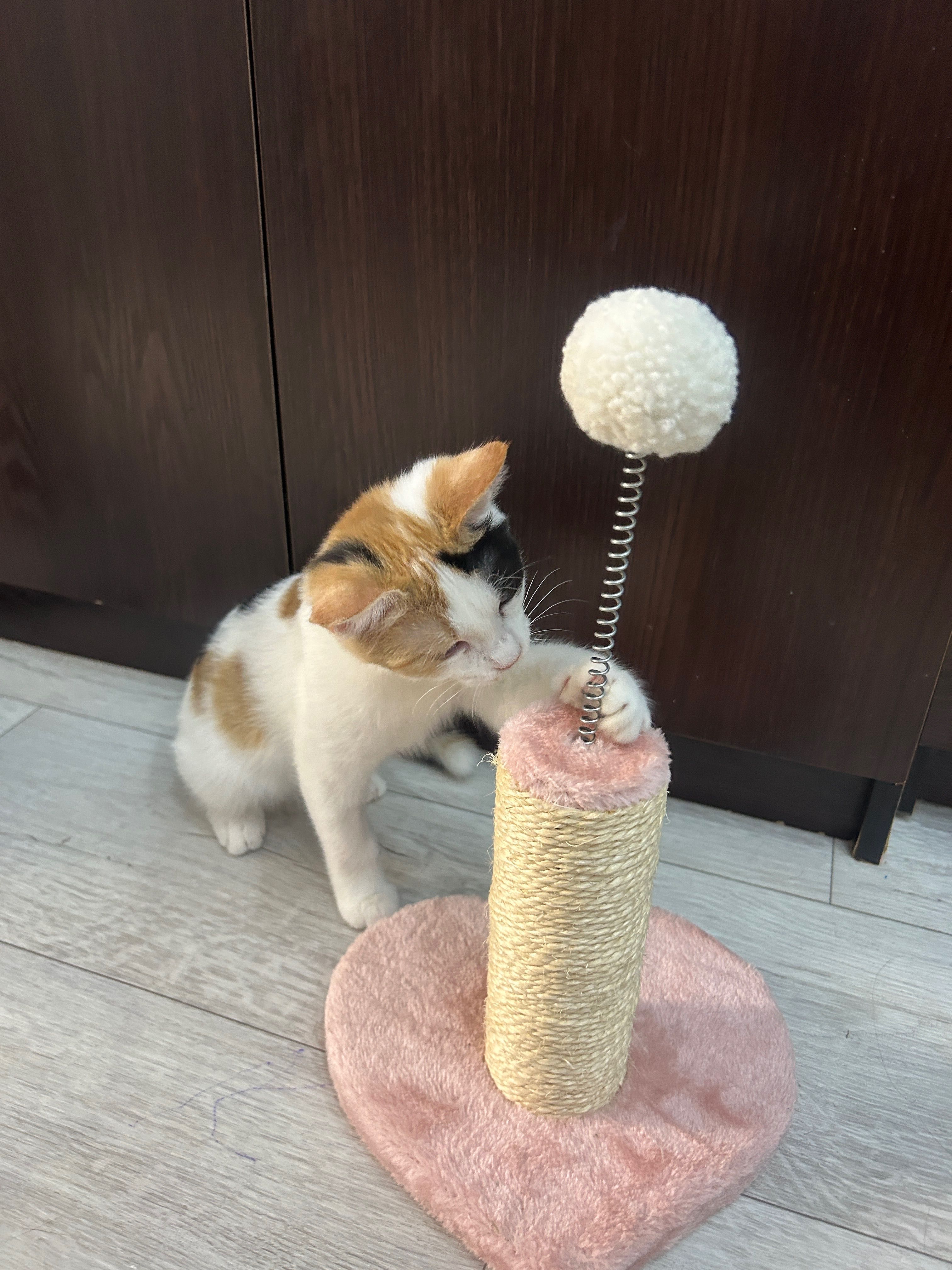 Отдаю котенка в добрые руки !
