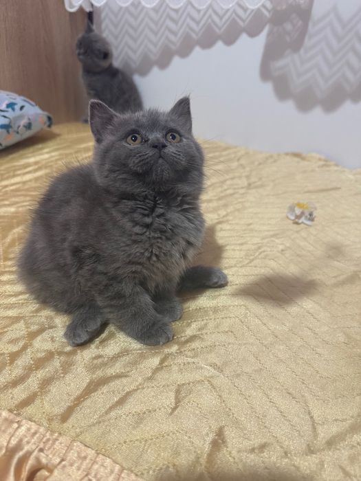 Британска късокосместа