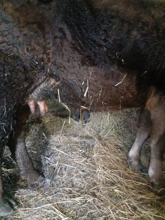 Vând vaca de 4 ani  gestanta în 2 luni jumate