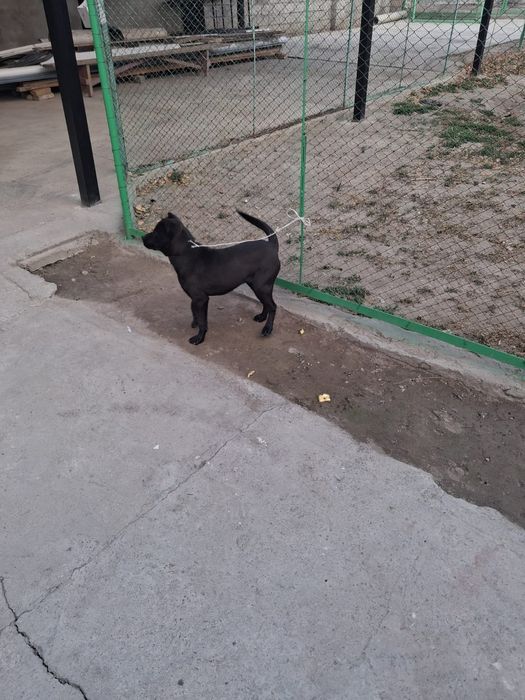 Сабака котята..олд