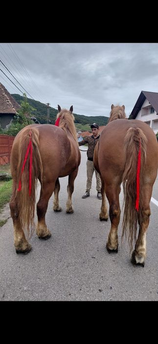 Vând cal și iapa de 6 ani buni la toate muncile agricole și la pădure