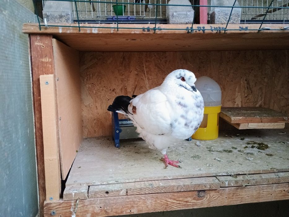 Гълъби чифт -Американски Кинг