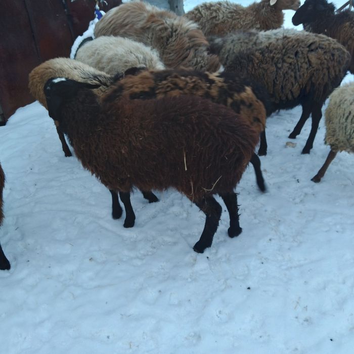 Продам ургашы токтылар