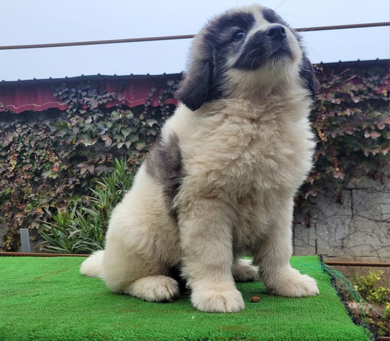 Ciobanesc de bucovina.