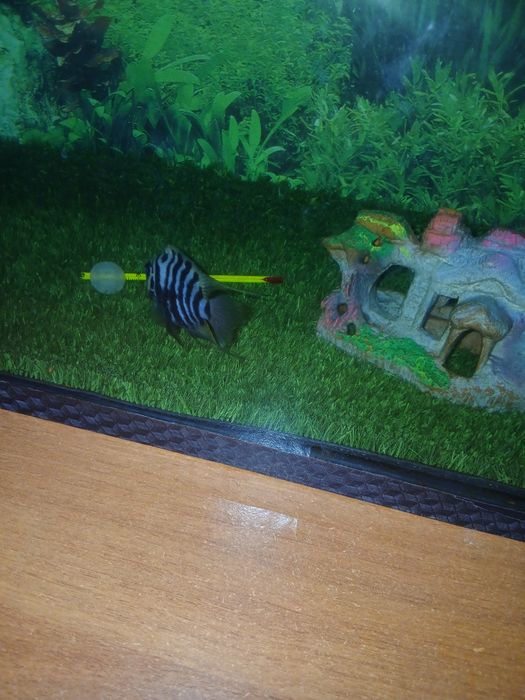 Пирани  Хишник...