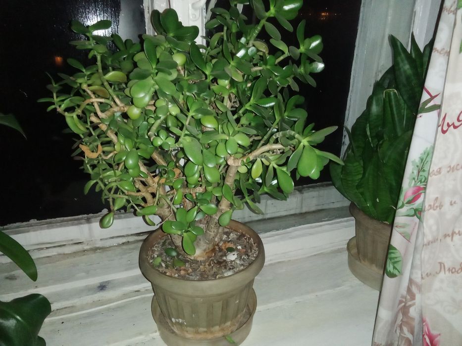 Цветок комнатный толстянка