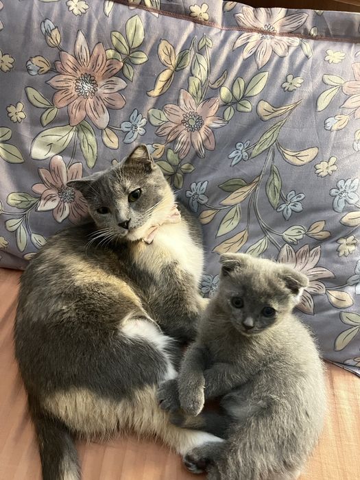 Очаровательная малышка скоттиш фолд — ждёт добрые руки