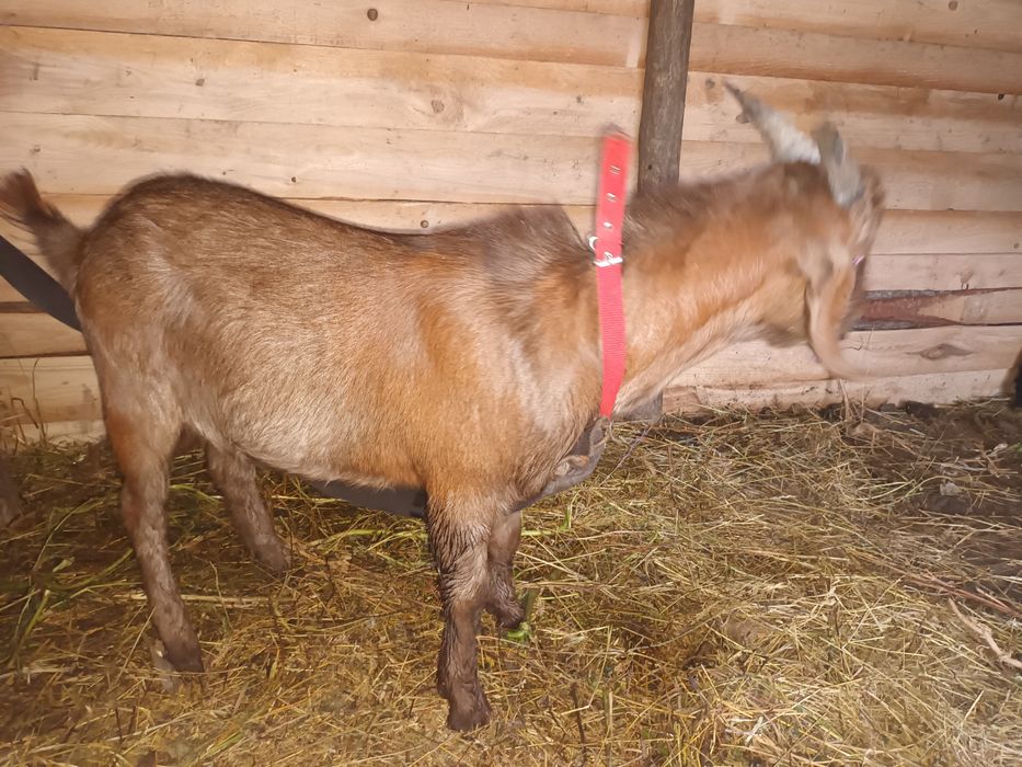 Vând  sau schimb 12 capre și 2 țapi anglodanubian