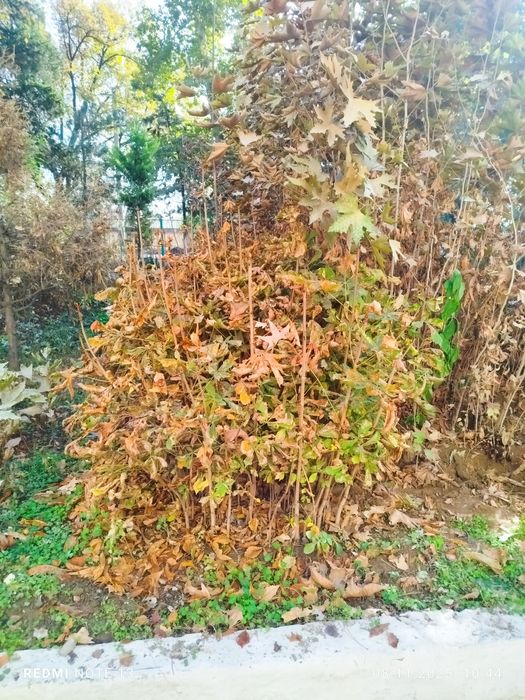 Kashtan koʻchatlari