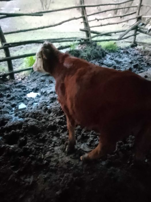 Vând tăuraș  de 4 luni jumate