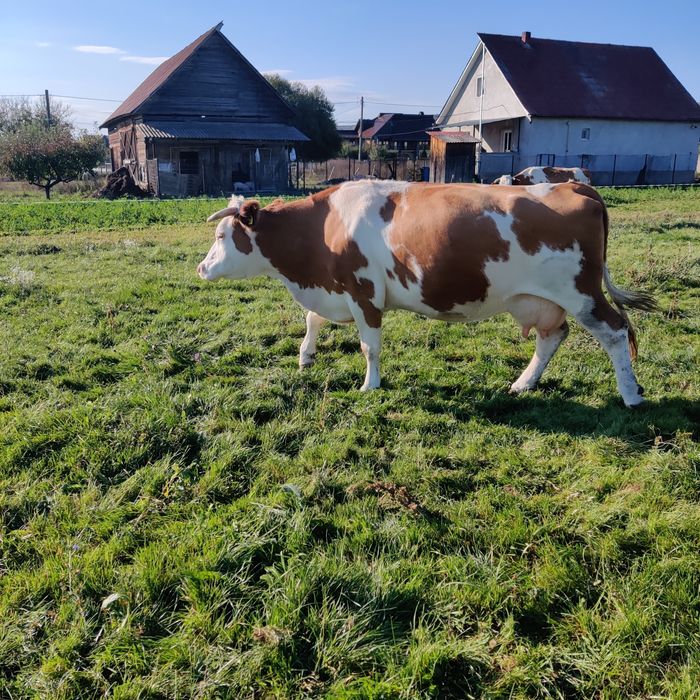 Vaca bălțată gestantă