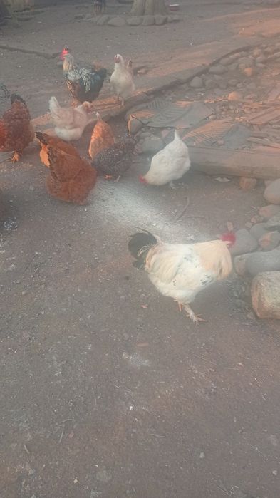 Gaini-Cocosi de casa - 100 bucata