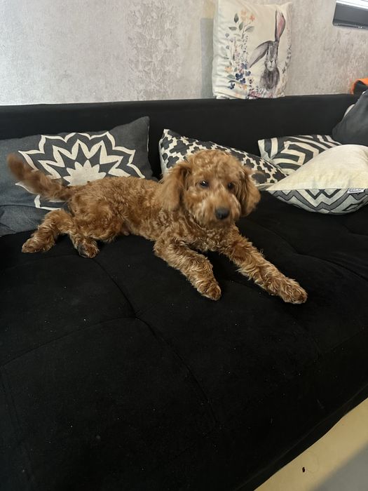 Пудел Той……………………………………….