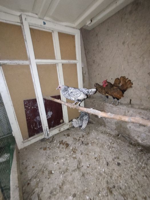 Продам  кур сибрайтов 3+1