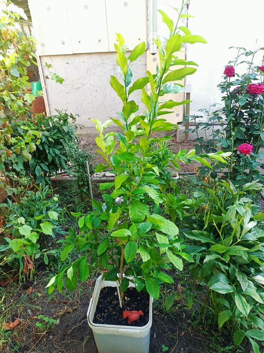 Срочно Деревце лимона  больше метра ростом четырёх годовалое дерево ли