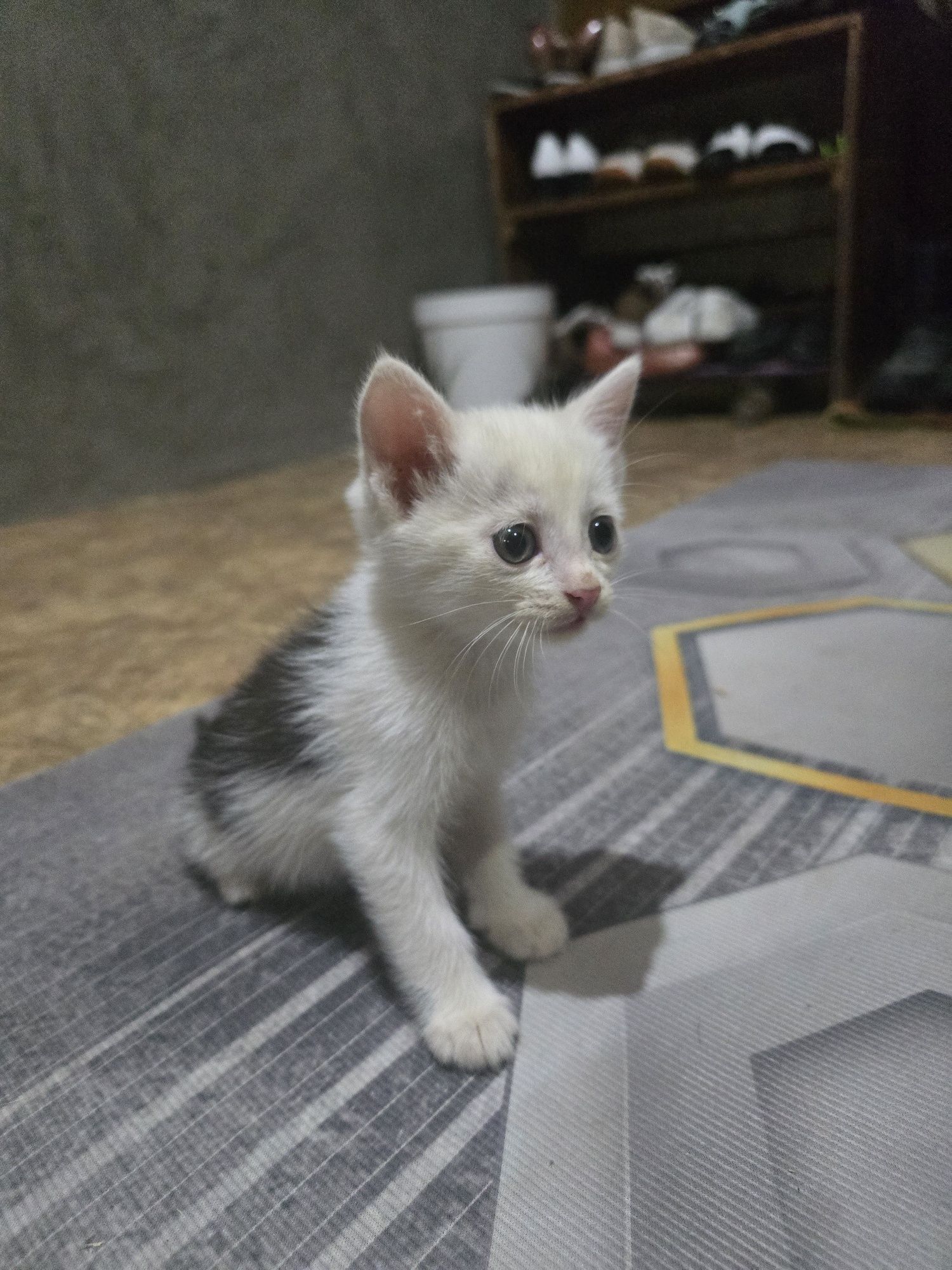 Котята хорошее...