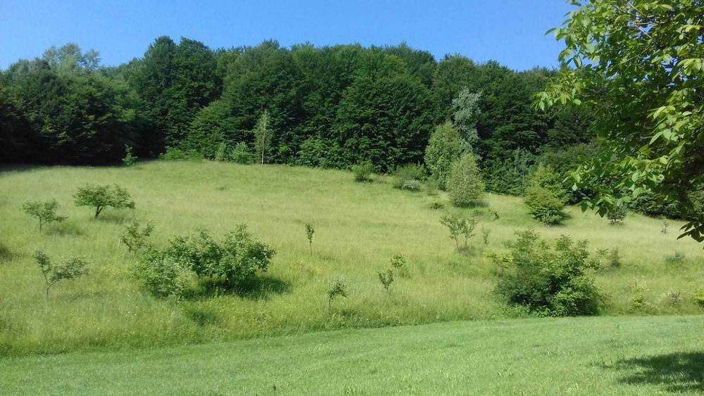 teren 11000 mp la padure in Budeasa Mica