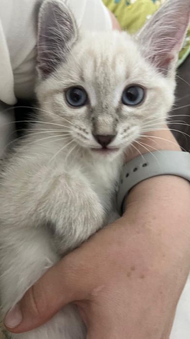 Бесплатно котенок сиамский