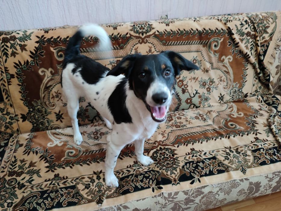 Отдам в хорошие добрые руки.