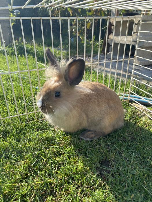 De vanzare iepure cap de leu