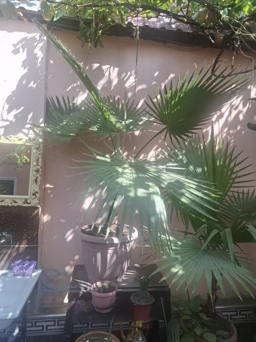 Гуллар катта хаммаси