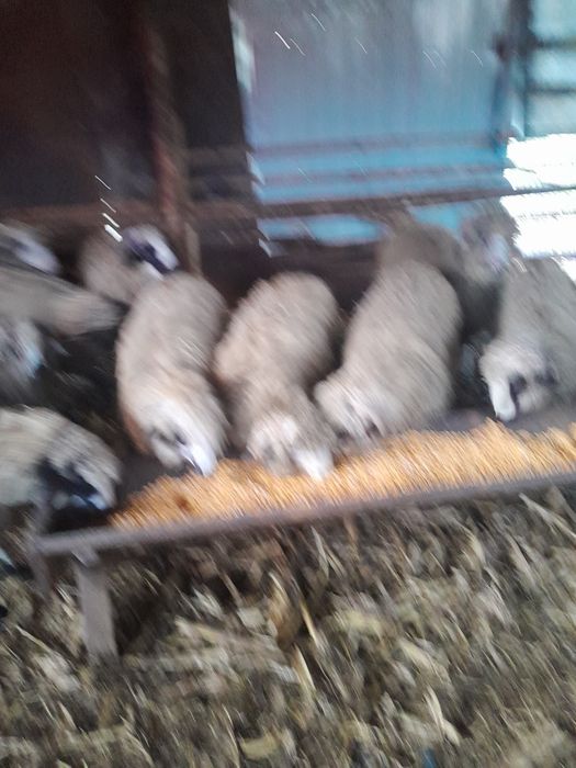 Noatini de vînzare .