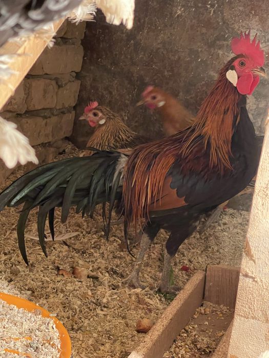 Yapon xo’roz tovuqla sotiladi