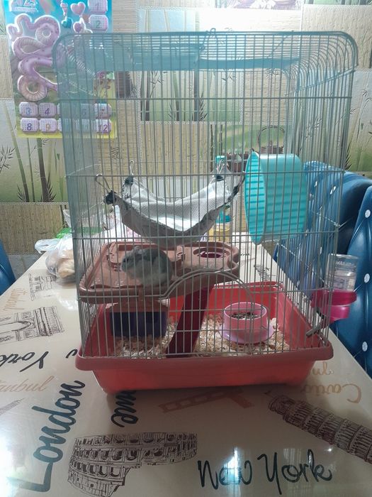 Грызуны , животные.