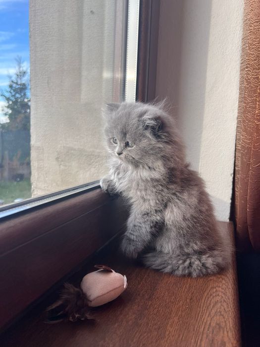 Vând pisici british long hair