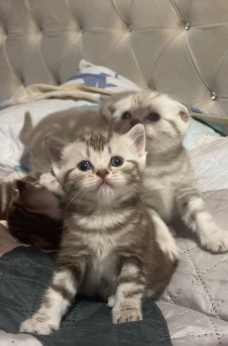 Продается девочка скоттиш страйт